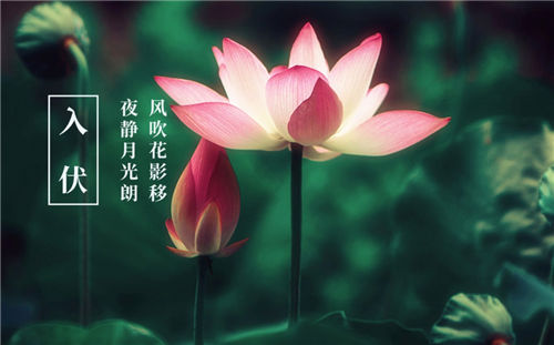 初伏养生小知识,入伏必备养生常识,你不知道的养生秘诀!插图2
