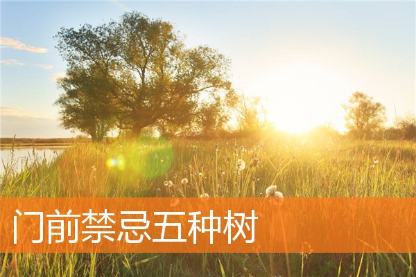 门前有什么规矩和禁忌五种树插图