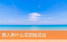 男人养什么花招桃花运缩略图 男人养什么花招桃花运缩略图