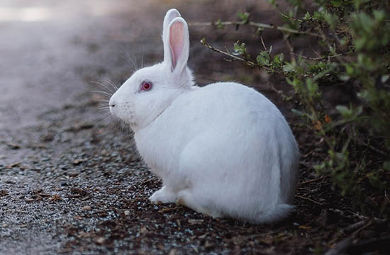 63年兔最吉利颜色，最旺属兔人的颜色有哪些插图1