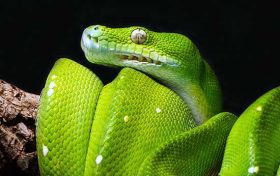 属蛇的今年犯血光之灾吗2025,蛇今年会出现流血事件吗缩略图 属蛇的今年犯血光之灾吗2025,蛇今年会出现流血事件吗