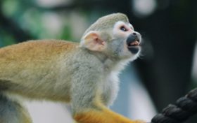 2025年事业运最好的猴，2025年哪种猴事业运最好